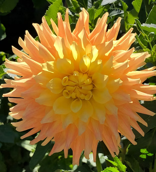 Meadows Sunshine