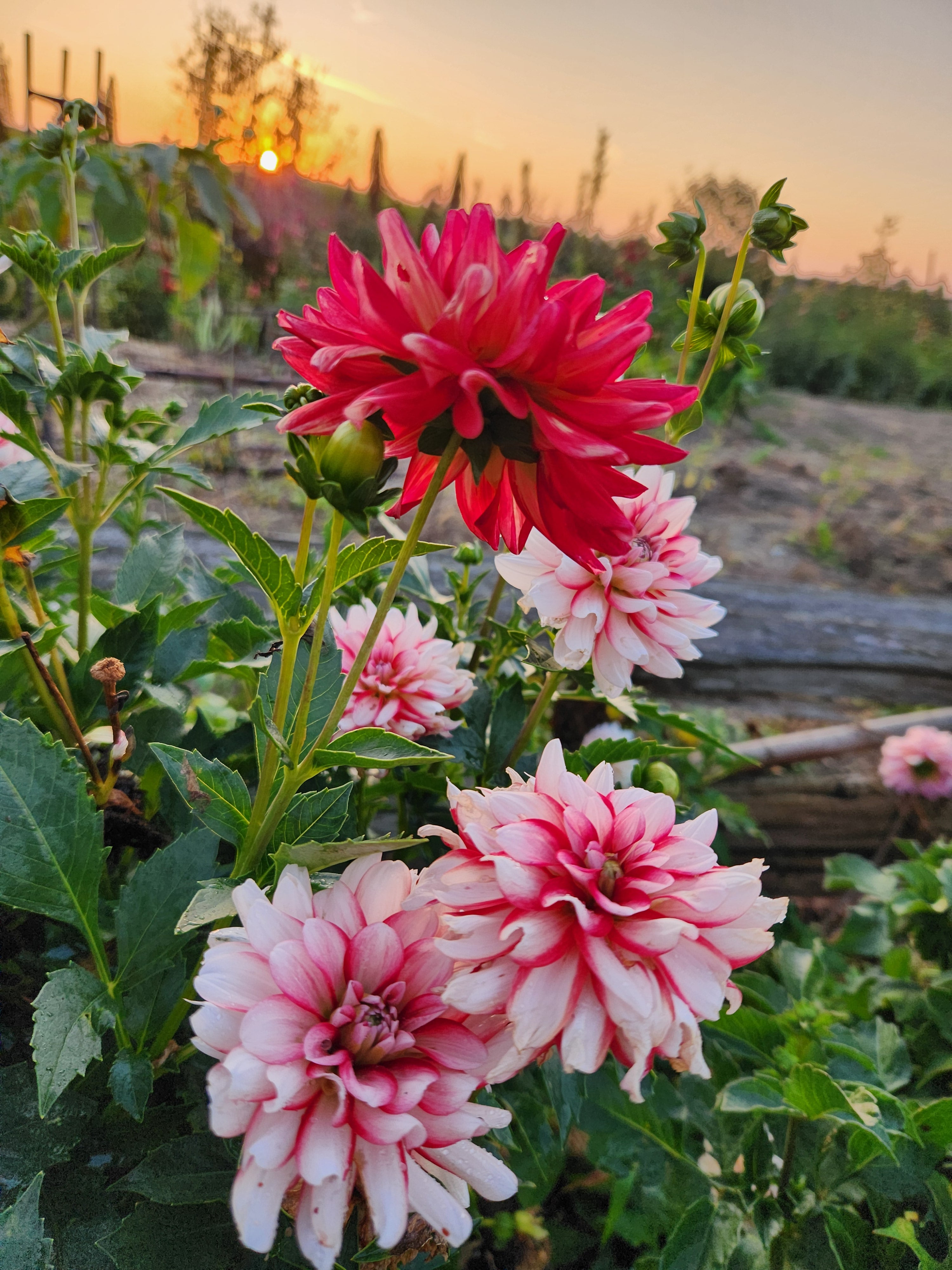 Yori Kobi