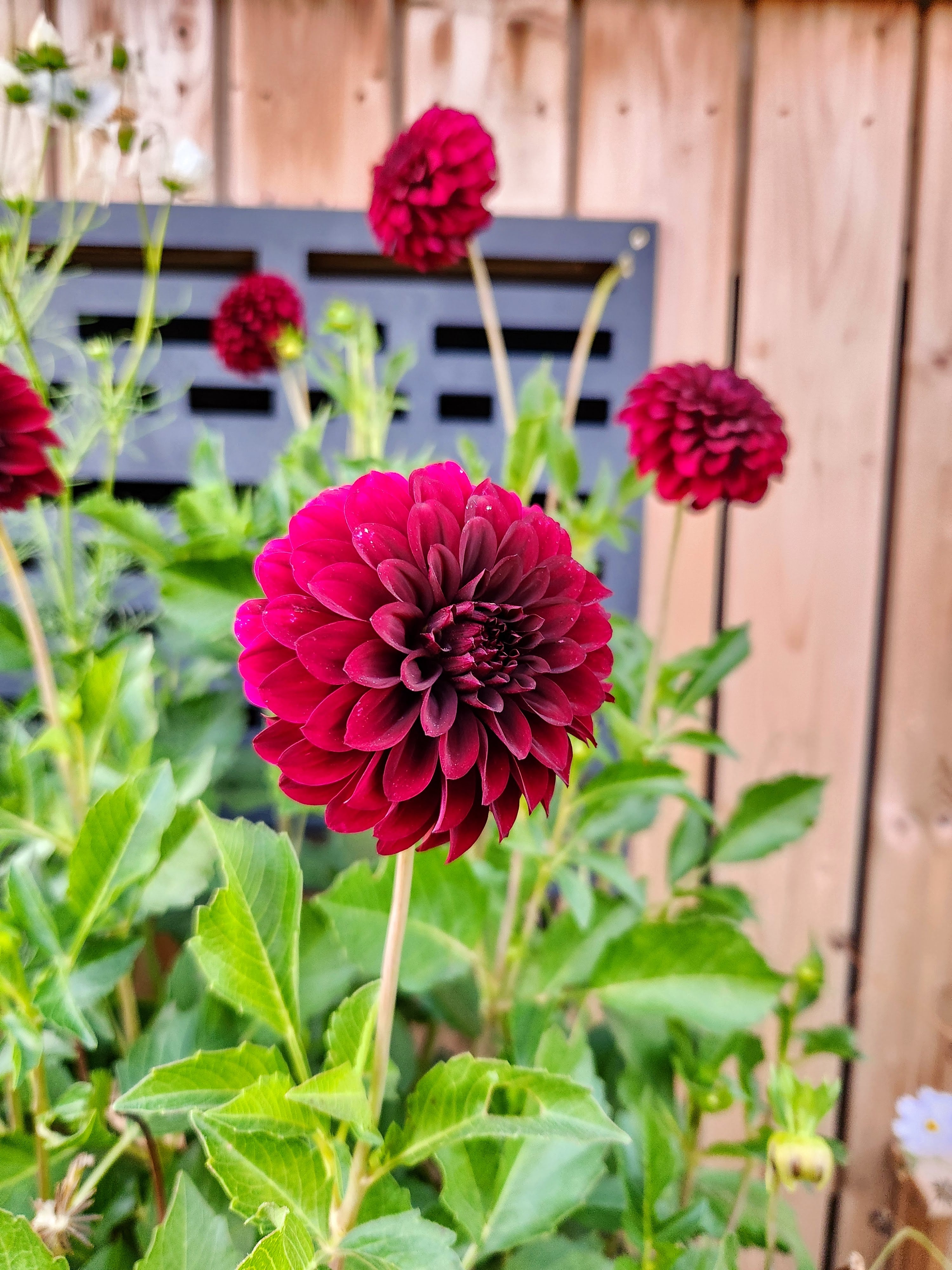 Med Red Ball