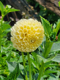 Yellow "From Bill Bus's garden "golden gerda"