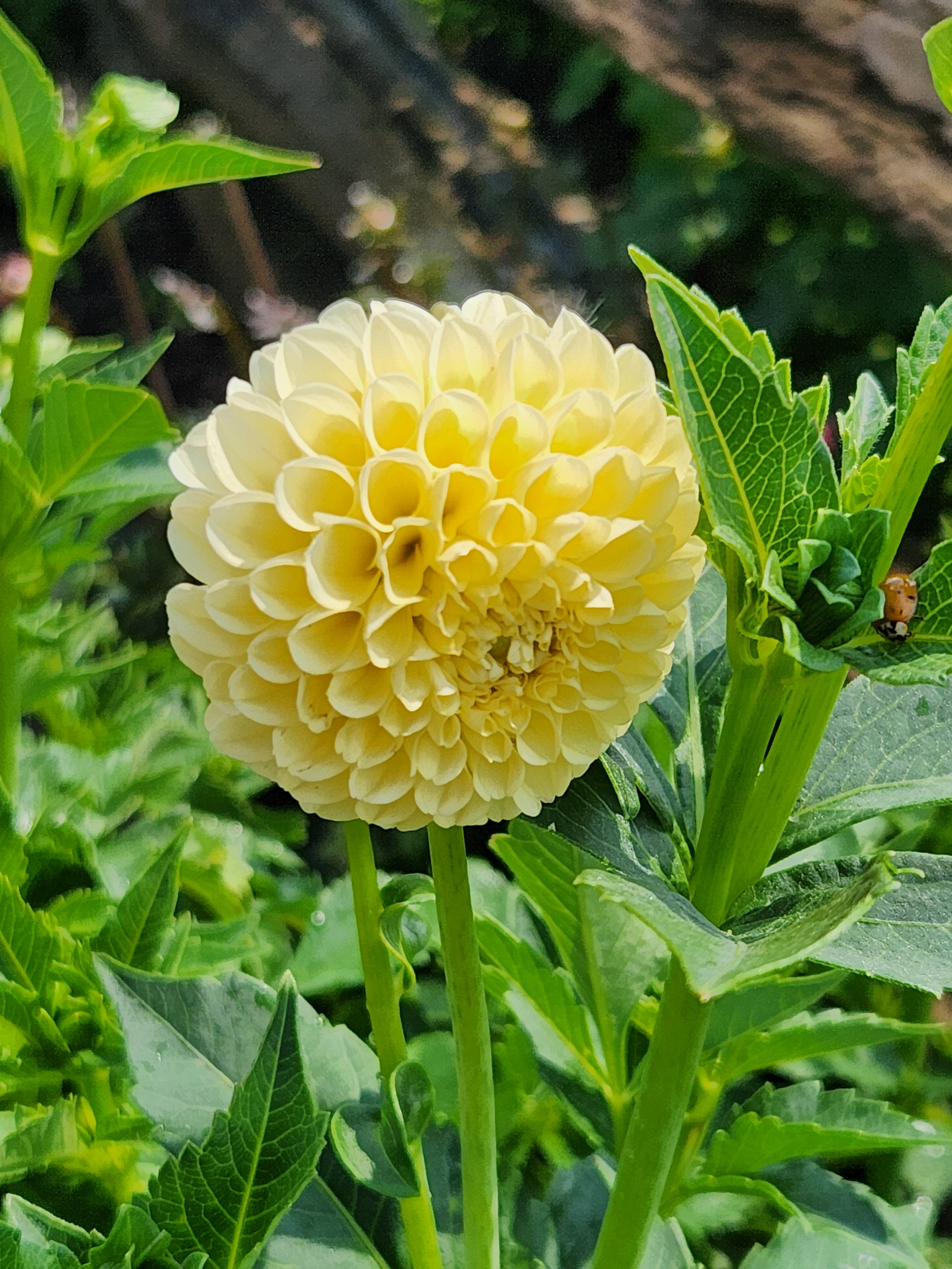 Yellow "From Bill Bus's garden "golden gerda"