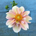 Apple Blossom