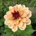 Creme de Cognac