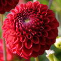 Red Ball