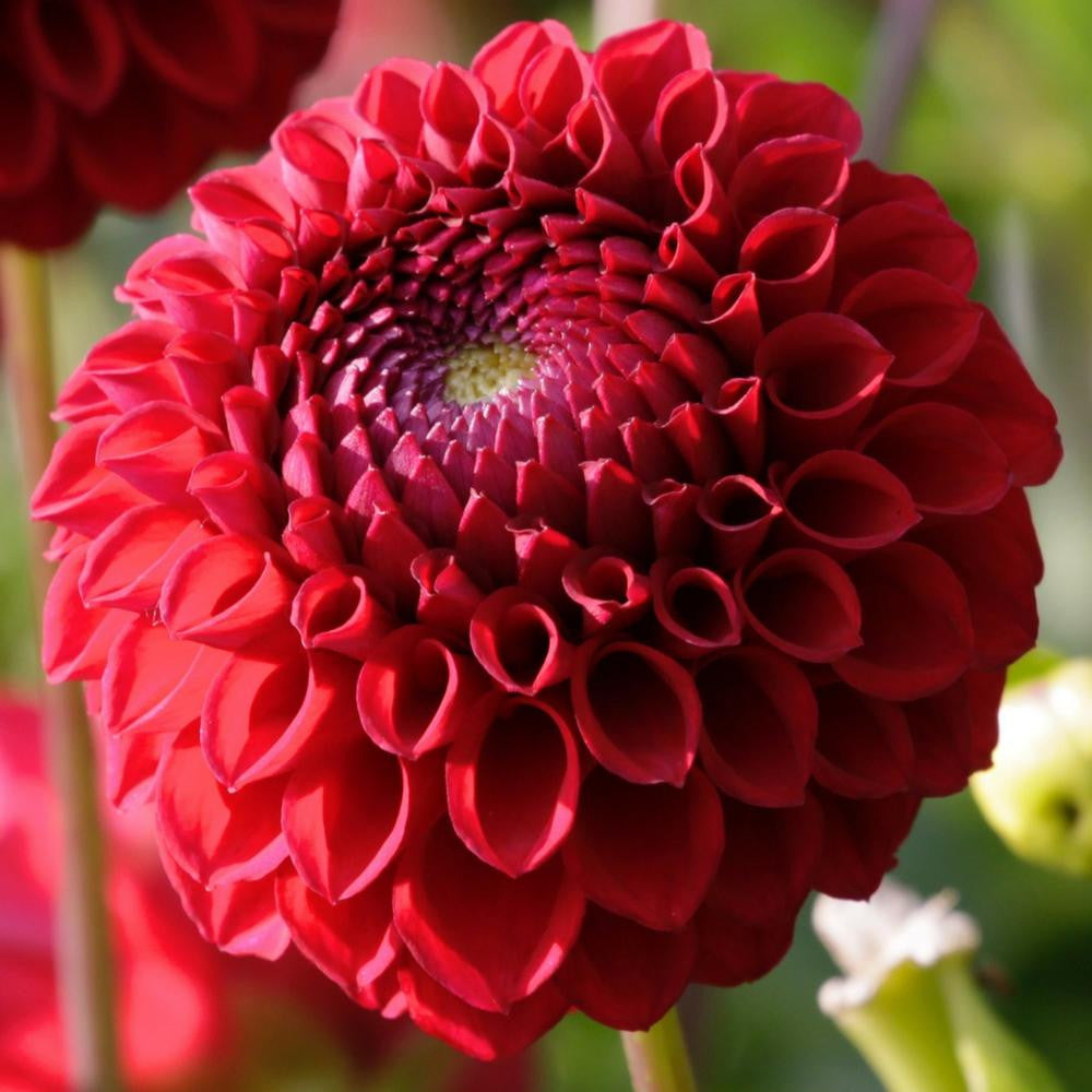 Red Ball