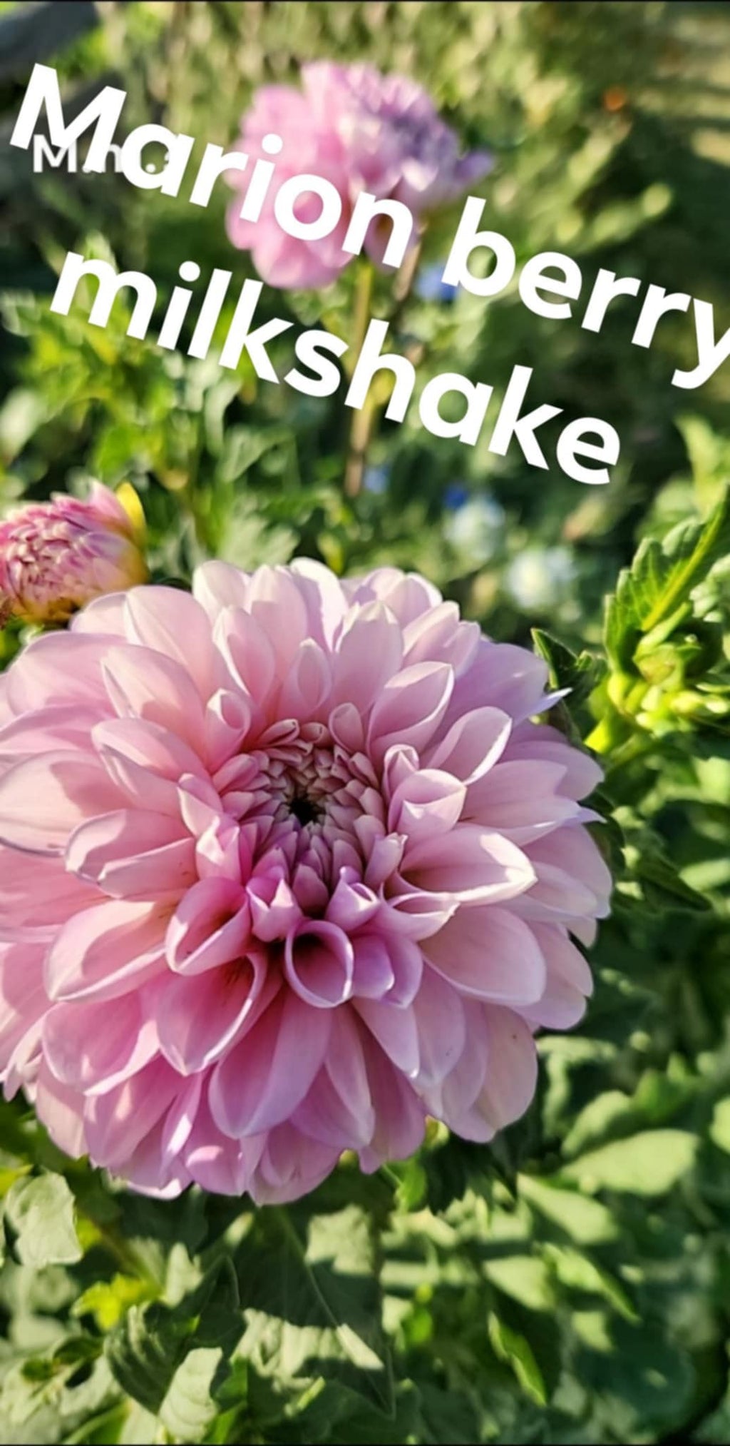 Marionberry Milkshake