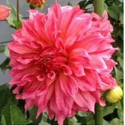 Cafe Au Lait Rose