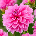 Pink Onesta