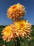 Meadows Sunshine