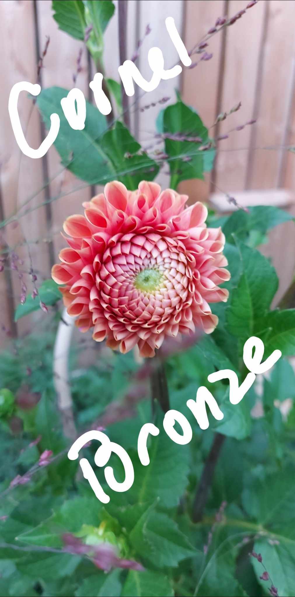 Cornel Bronze