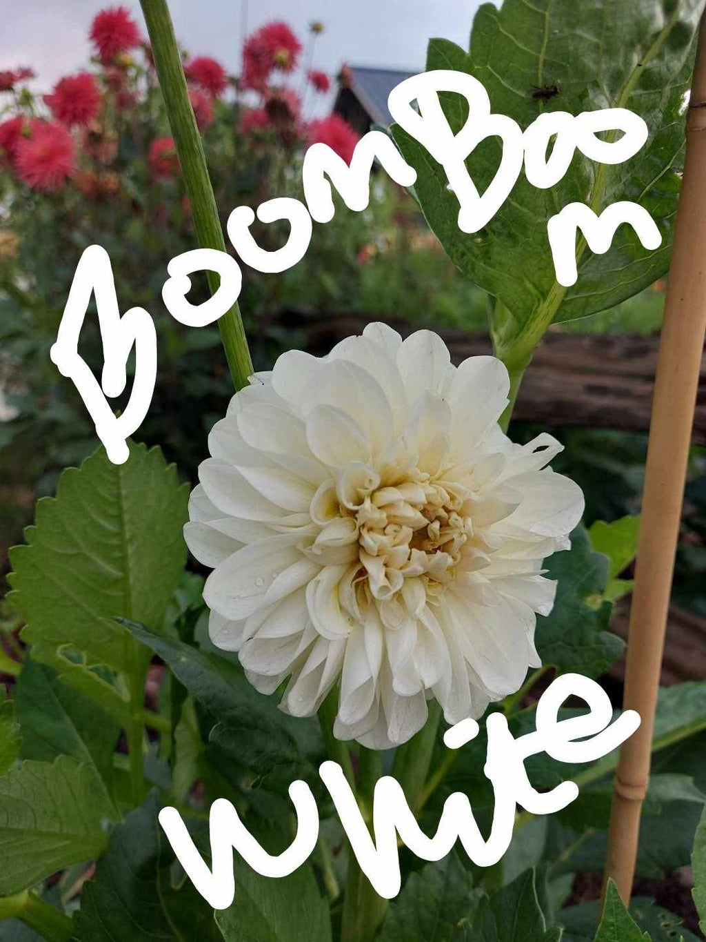 Boom Boom White