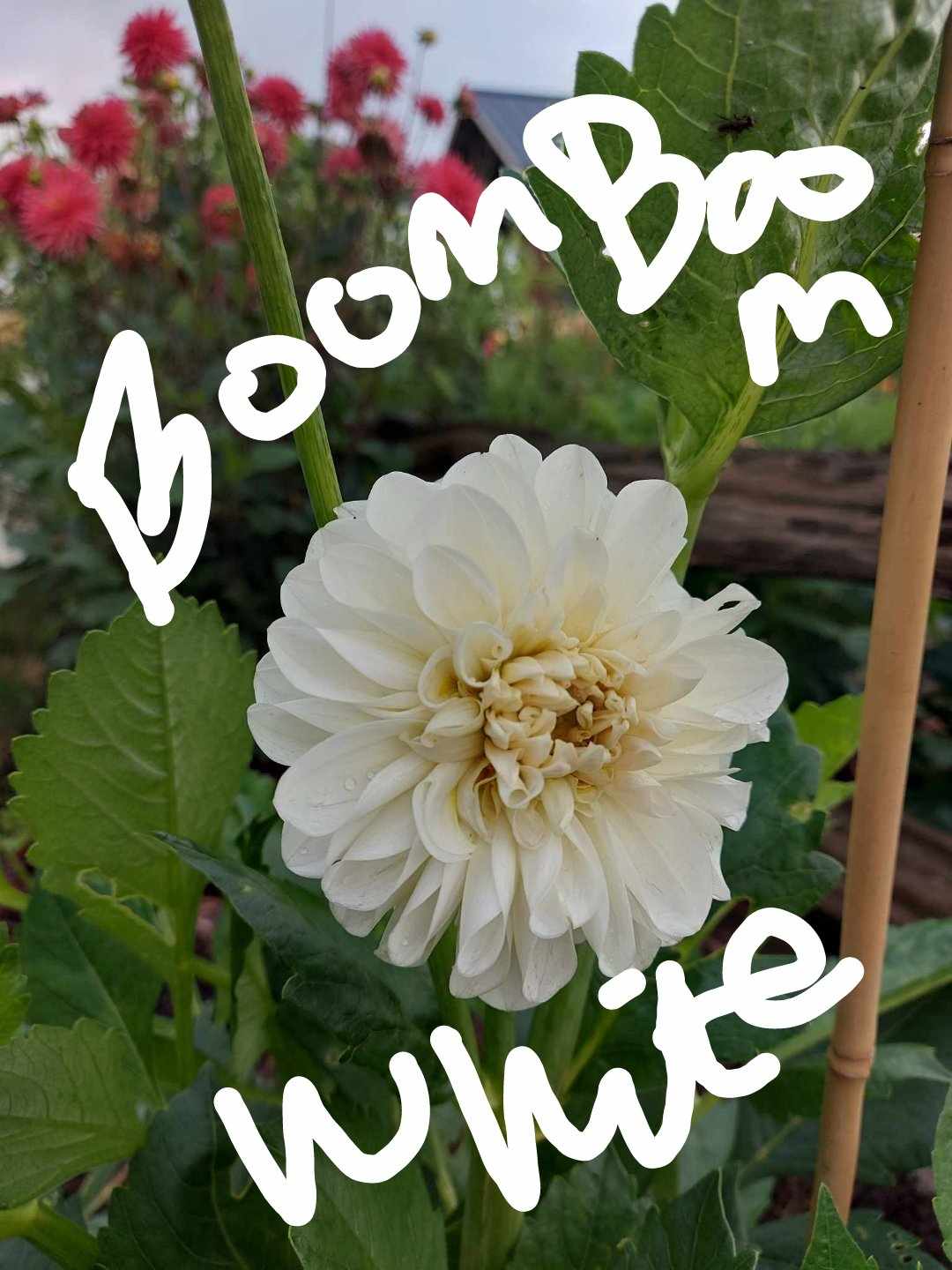 Boom Boom White