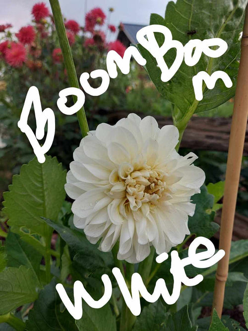 Boom Boom White